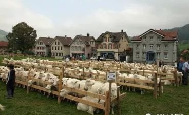 德国农民如何以一人之力养活150人？揭秘高效牲畜饲养的背后