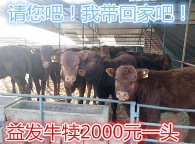 优质犊牛饲养技术全解析——以嘉祥县航宇牛羊驴养殖场为例