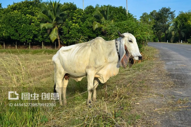 牛 人类文明的重要伙伴与牲畜饲养的智慧